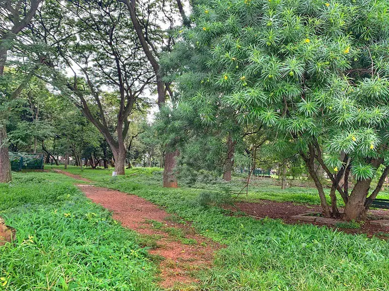 Discover the Beauty of Pink Trumpet Flowers in Bangalore: A