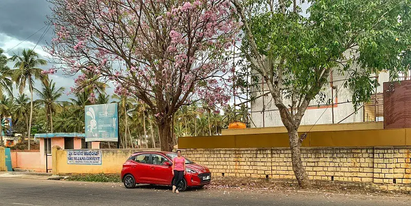 Neo with pretty pink flowers in Bengaluru