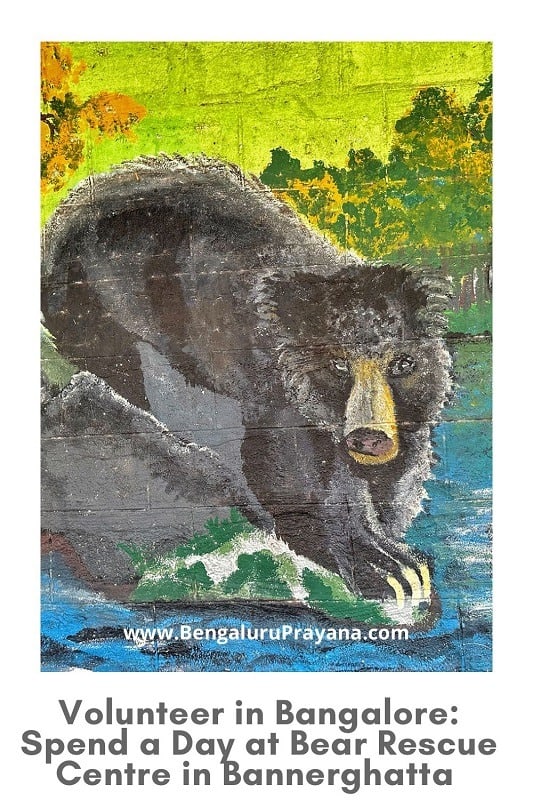 PIN for later reference - Volunteer in Bangalore: Spend a Day at Bear Rescue Centre in Bannerghatta