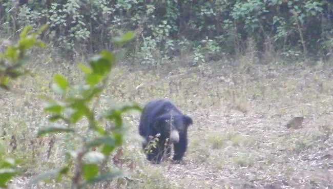 Sloth Bear in BR Hills