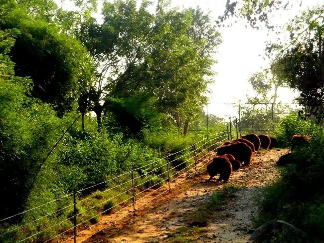 Sloth Bears from Safari at Bannerghatta National Park