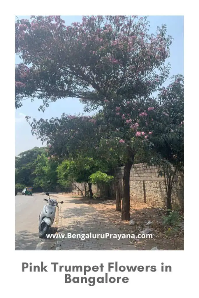 PIN for later reference - Discover the Beauty of Pink Trumpet Flowers in Bangalore