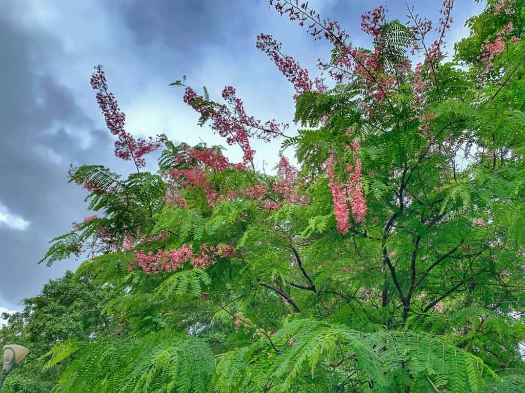 Discover the Beauty of Pink Trumpet Flowers in Bangalore: A