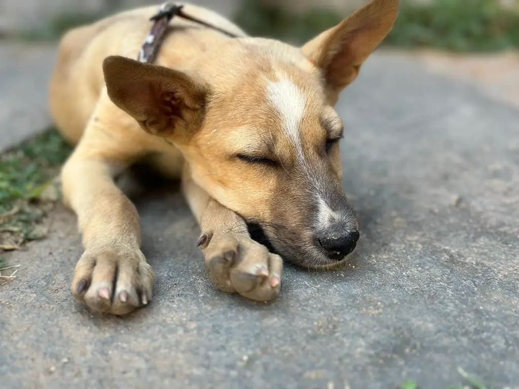 Giving Love a Home - Where to Adopt Puppies in Bangalore