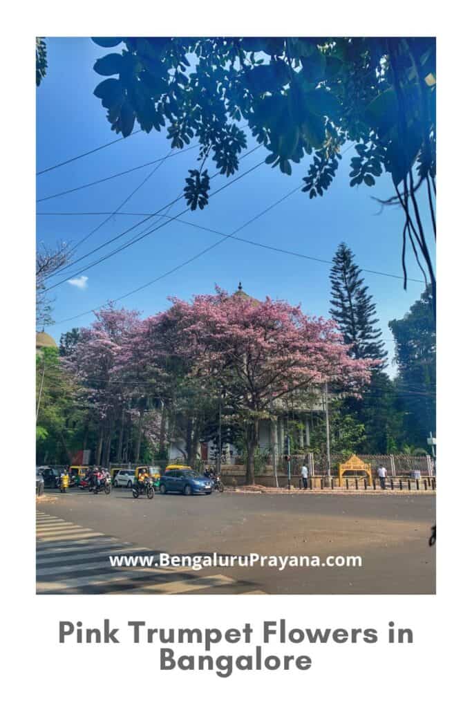 PIN for later reference - Discover the Beauty of Pink Trumpet Flowers in Bangalore