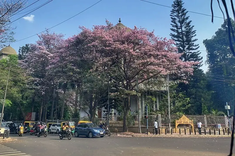 Pink Trumpet Flowers in Bangalore