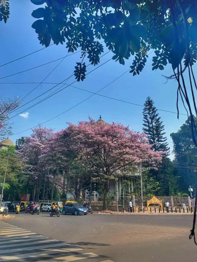 Discover the Beauty of Pink Trumpet Flowers in Bangalore: A