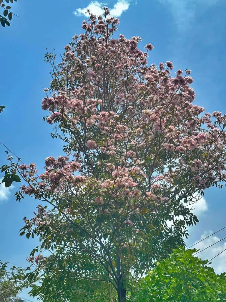 Pink Trumpets in Bangalore