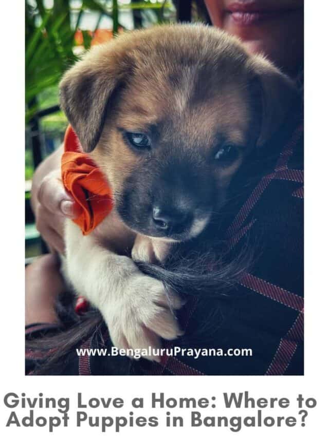 Adopt Puppies in Bangalore