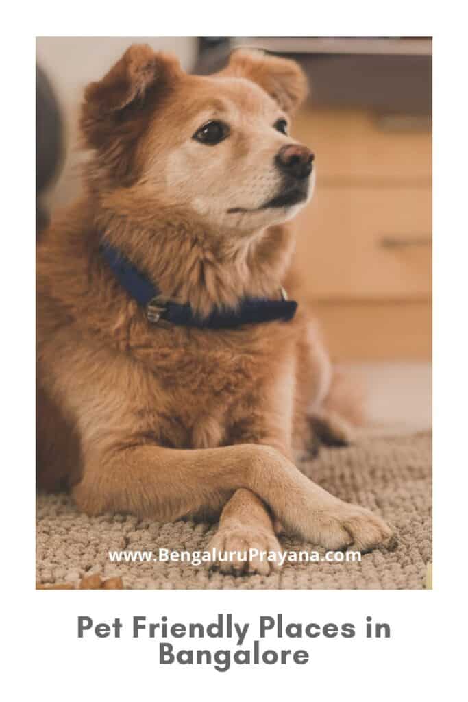 PIN for later reference - Canine Adventures Pet Friendly Places in Bangalore