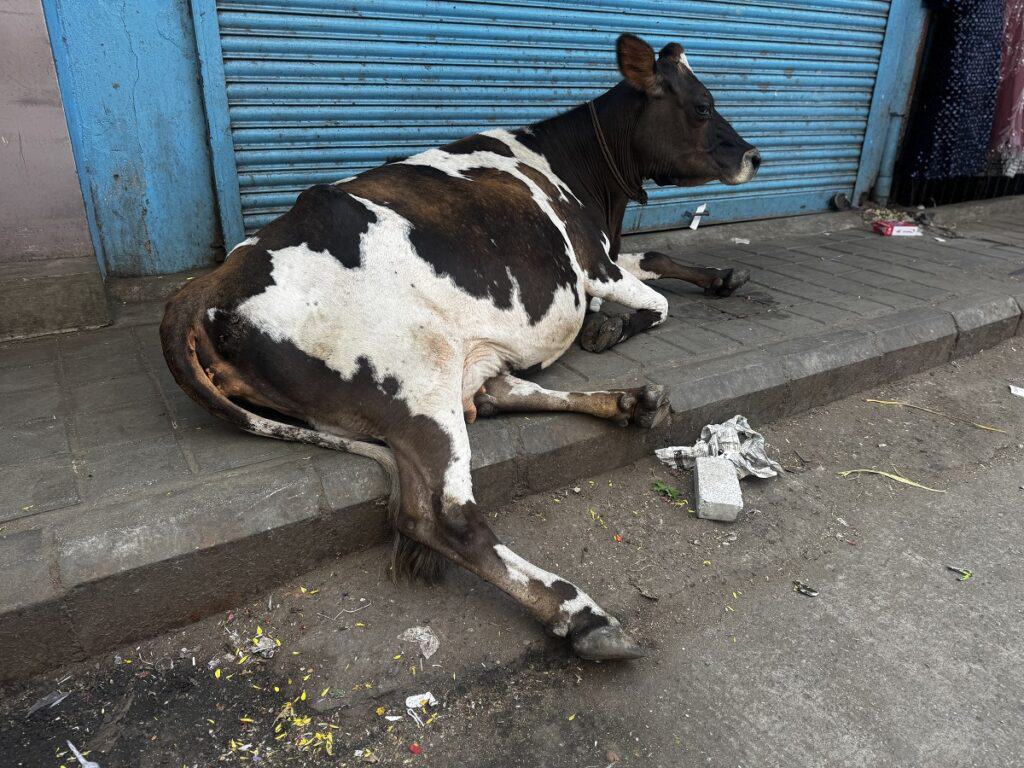 a cow sitting on a footpath